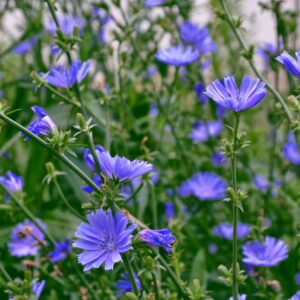 chicory wildflower seeds