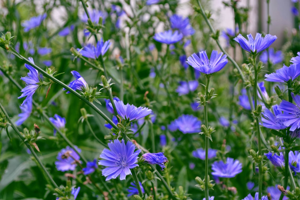 400 Chicory Wildflower Seeds Honest Seed Co 