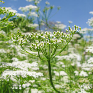 cumin plant seeds