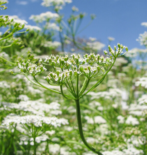 cumin plant seeds