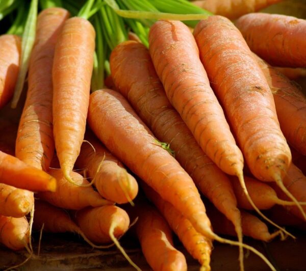 carrot seeds