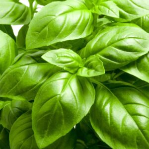 italian large leaf basil seeds