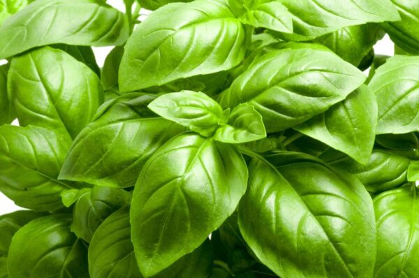 italian large leaf basil seeds