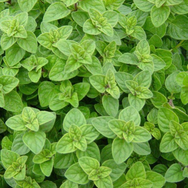 italian oregano seeds