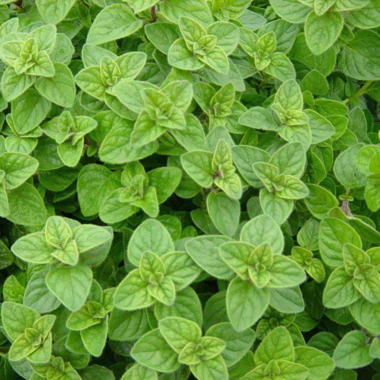 Purple Creeping Thyme Seeds Groundcover Seeds Honest Seed Co Purple creeping thyme seeds groundcover seeds honest seed co