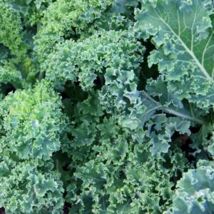 kale seeds