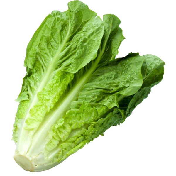 romaine lettuce seeds