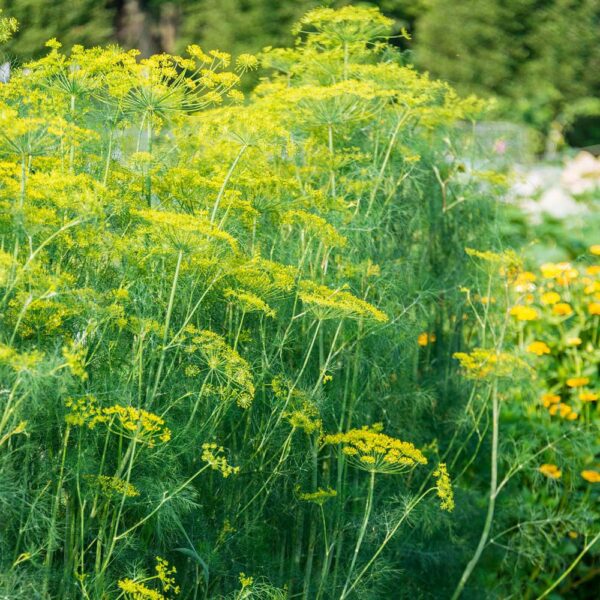 mammoth long island dill seeds