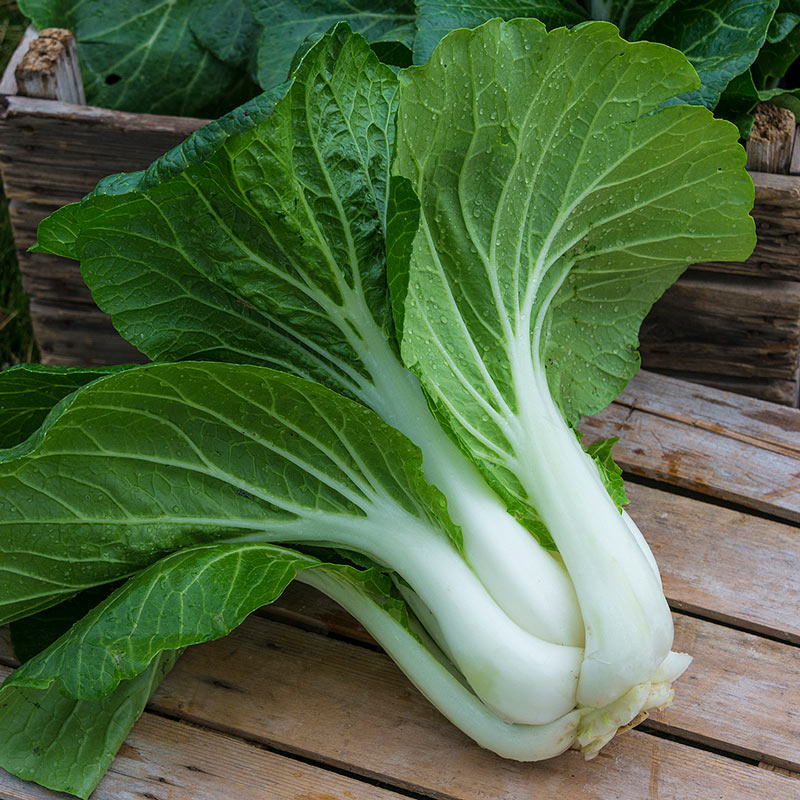 Non-gmo Organic Seeds Combined Shipping 400 Heirloom Cabbage Chinese Pak Choi 