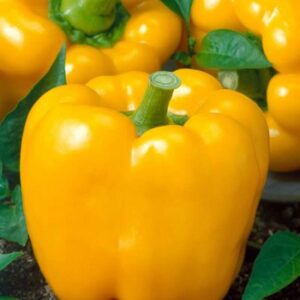 orange bell pepper seeds