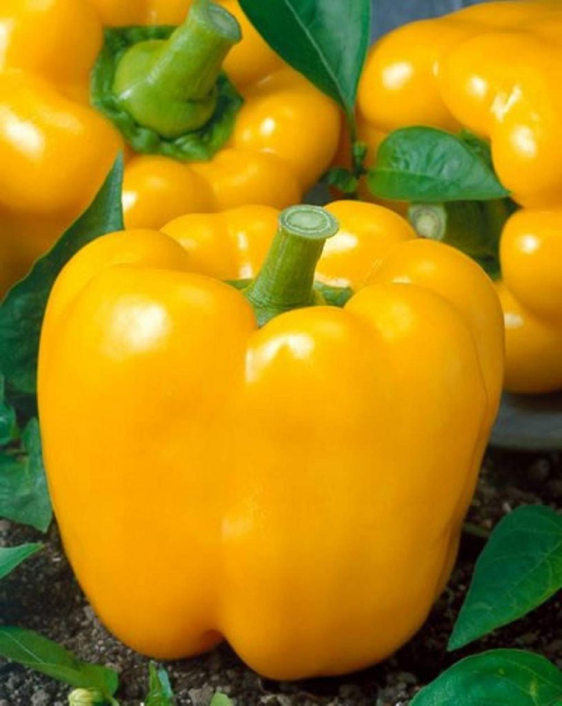 50+ Golden Cal Wonder Sweet Bell Pepper Seeds Honest Seed Co.