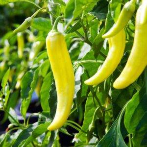 banana pepper seeds