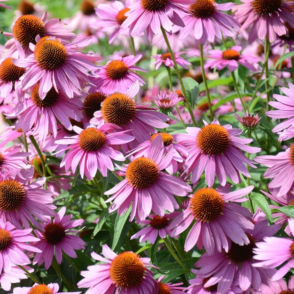 purple coneflowers echinacea