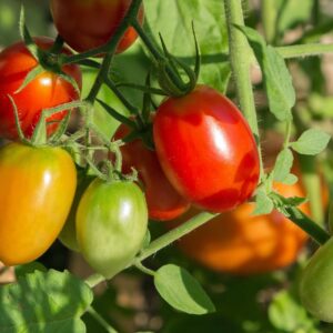 roma tomato seeds