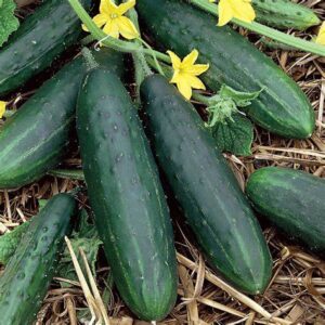 Cucumbers