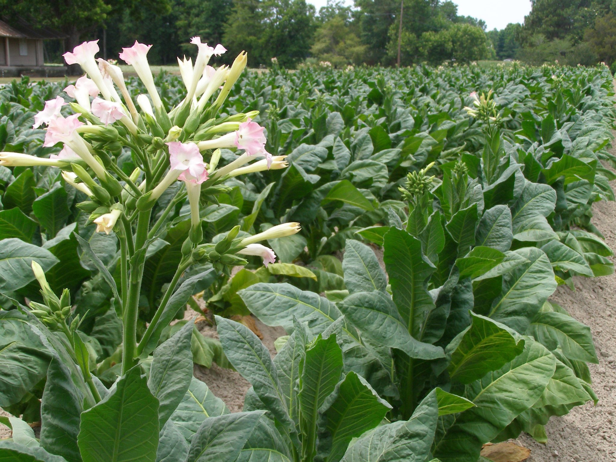 Tobacco Seeds Honest Seed Co.