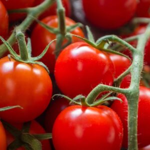 large red cherry tomato seeds