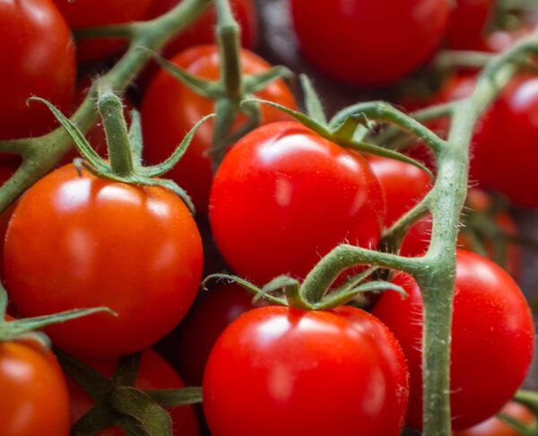 large red cherry tomato seeds