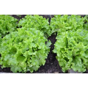 salad bowl lettuce seeds
