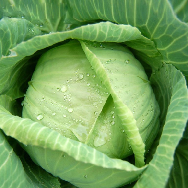 Savoy Cabbage Seeds NonGMO, Easy to Grow, Perfect for Winter Harvest