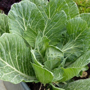 collard green seeds