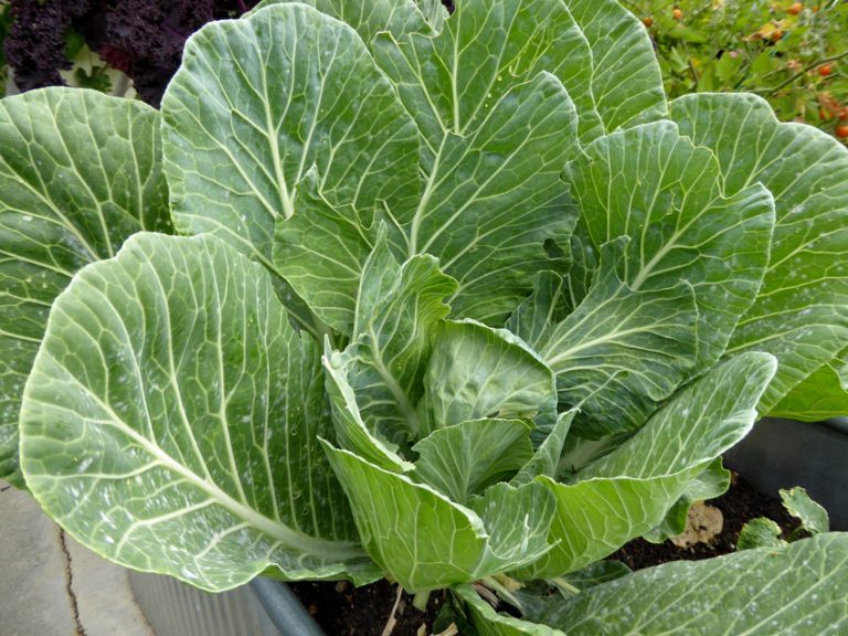 600+ Collard Greens Seeds (Vates) Honest Seed Co.