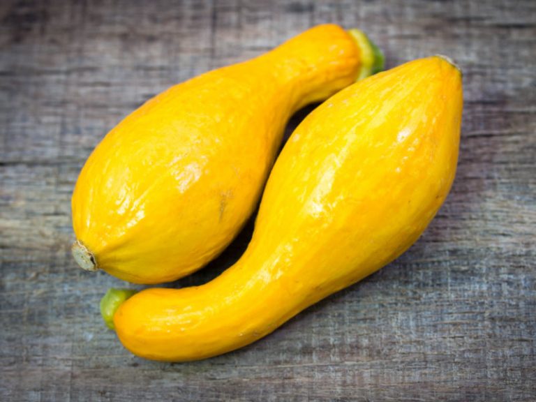 25+ Summer Crookneck Yellow Squash Seeds Honest Seed Co.