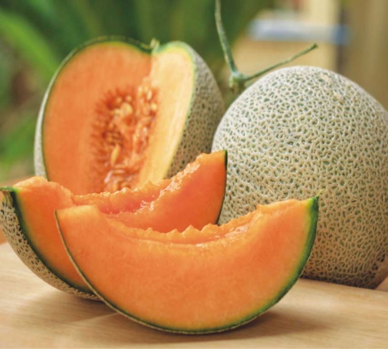 50+ Cantaloupe Melon Seeds Hales Best Jumbo Honest Seed Co.