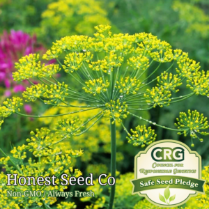 bouquet dill seeds