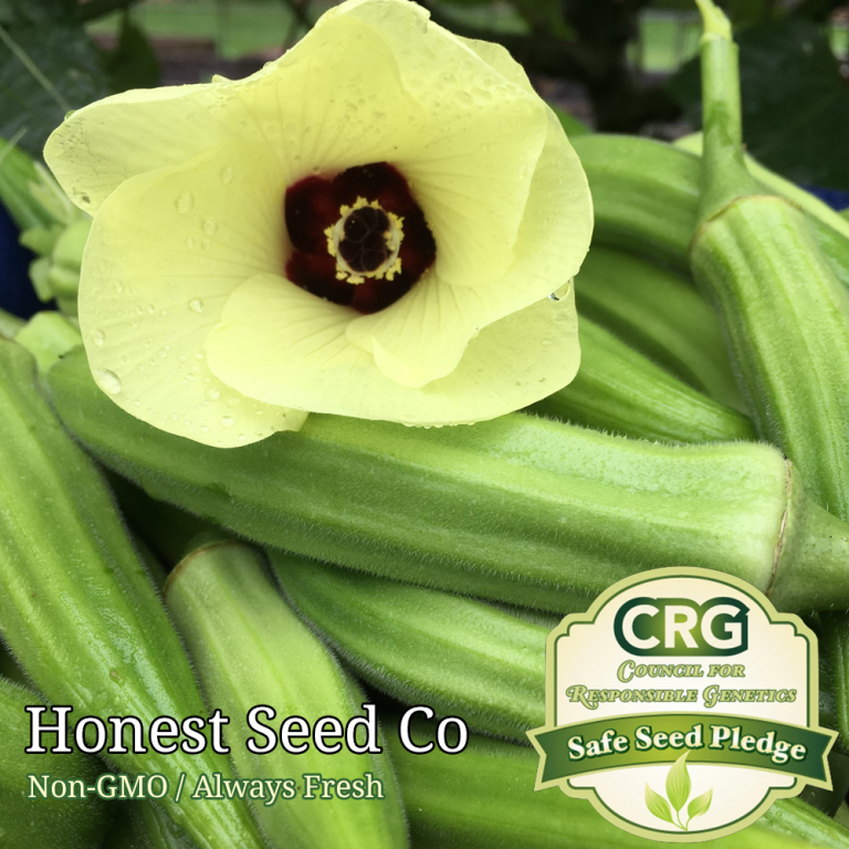 100+ Clemson Spineless Okra Seeds Honest Seed Co.