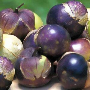 purple tomatillo seeds