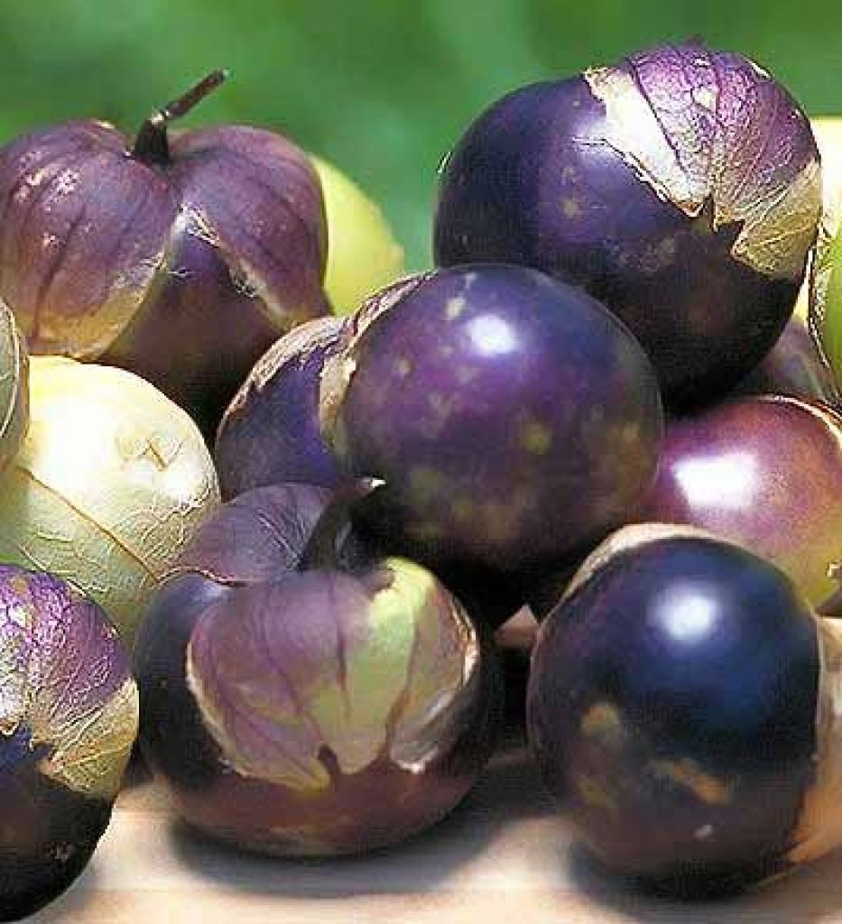 40+ Purple Tomatillo Seeds (RARE) Honest Seed Co.