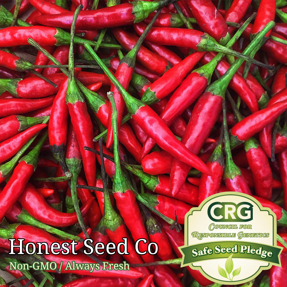 From U.S.A Heirloom FREE SHIP Thai Red Chili HOT Pepper SEEDS 40 open pollen