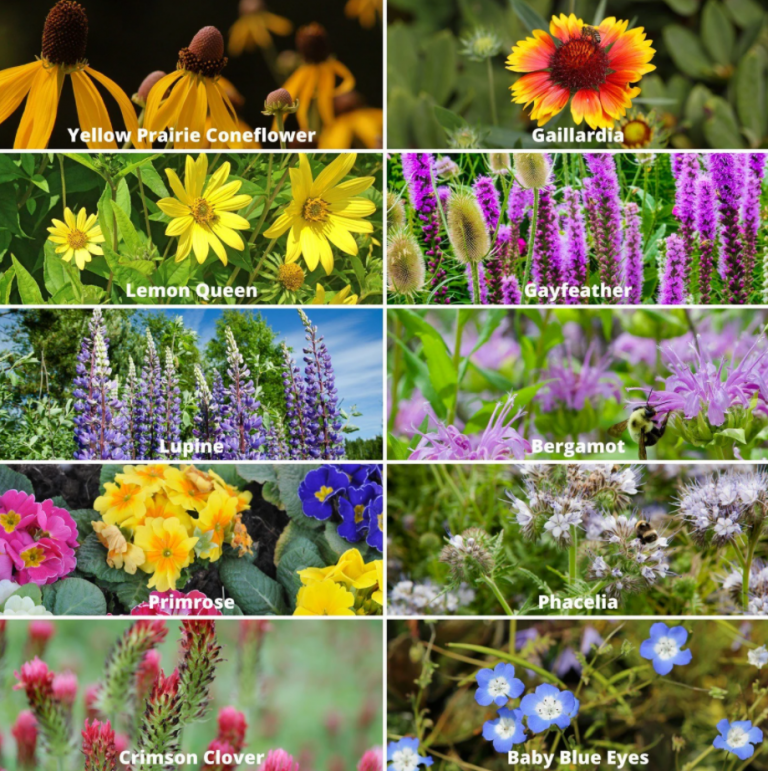400+ Wildflower Mix Annual Perennial BEE MIX Collection Attract Bees 19