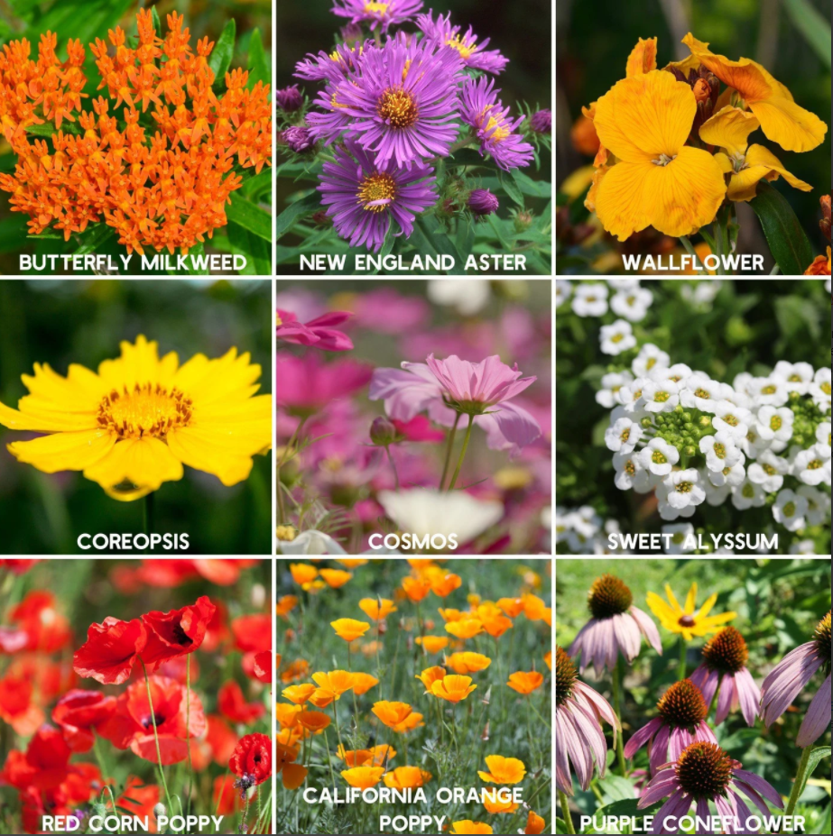 400+ Wildflower Mix Annual Perennial BEE MIX Collection Attract Bees 19