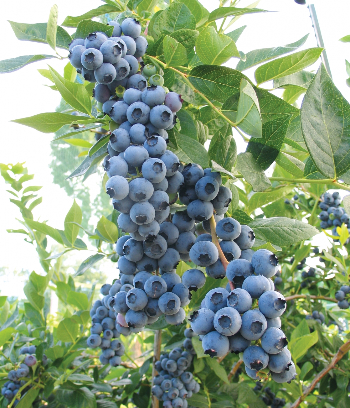 Details about   100 Highbush Blueberry Seeds 
