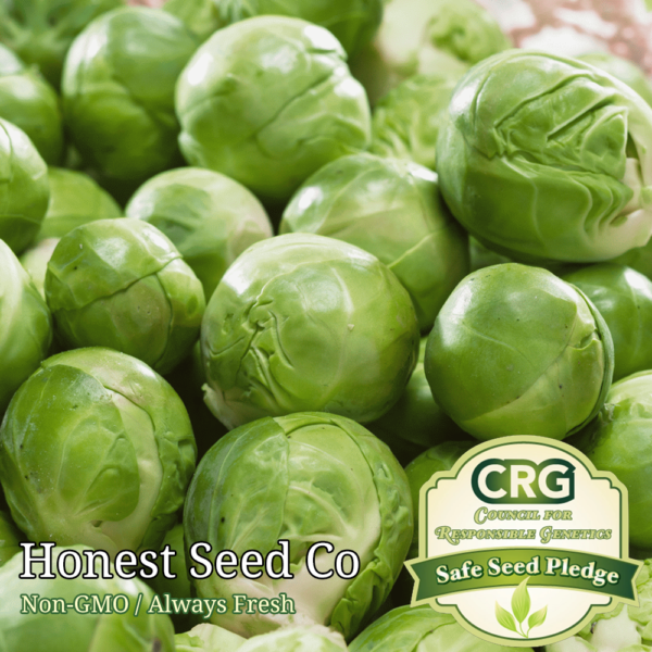 Catskill Brussels Sprouts Seeds