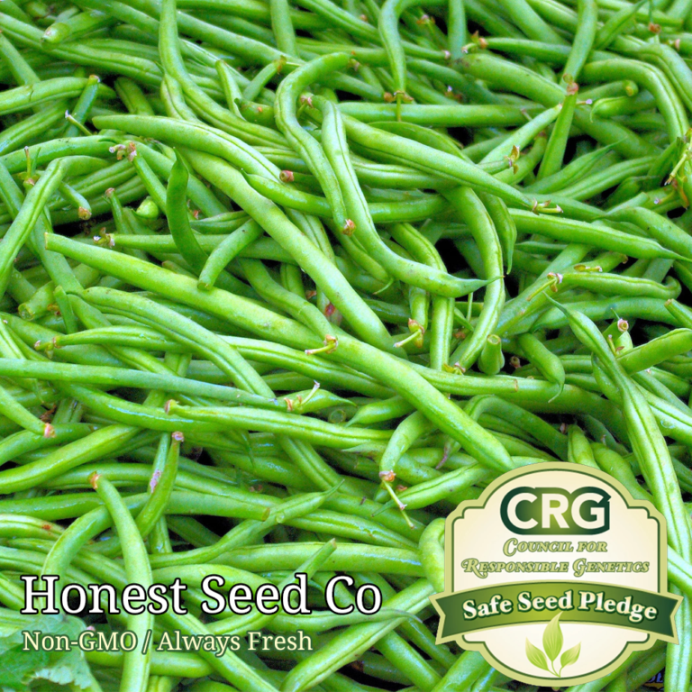 40+ Contender Bush Bean Seeds Honest Seed Co.