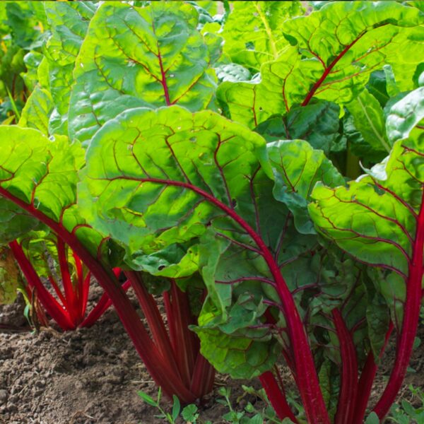 Ruby Red Swiss Chard Spinach Garden Seeds