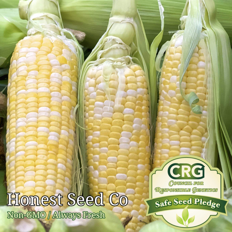 Livingston Seed Peaches And Cream Corn at Gwen Chavis blog