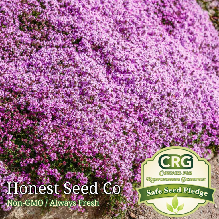 Purple Creeping Thyme Seeds, Groundcover Seeds Honest Seed Co.