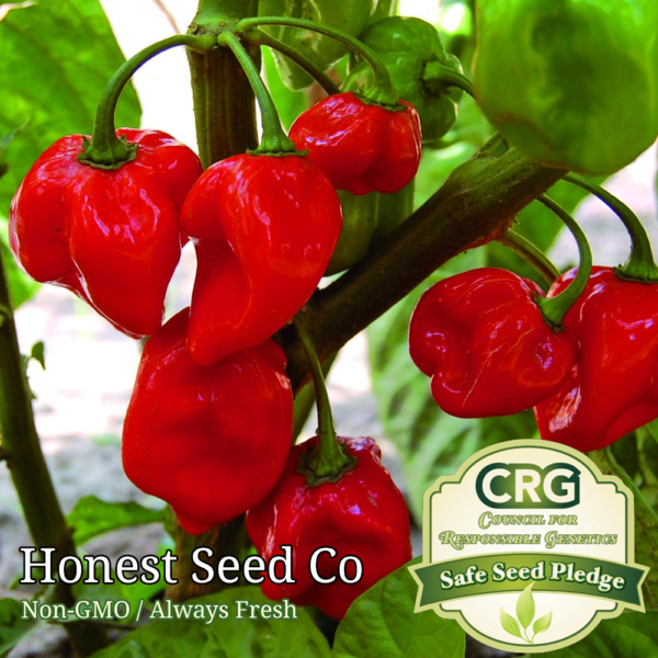 Red Habanero Pepper Seeds Caribbean