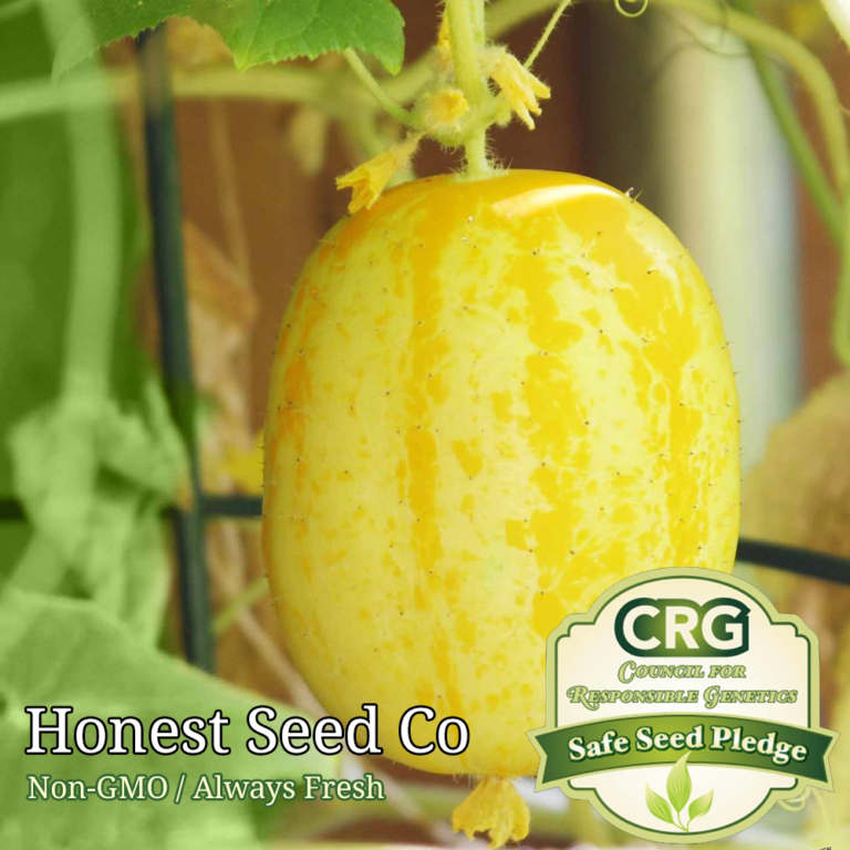 50+ Lemon Cucumber Seeds Honest Seed Co.