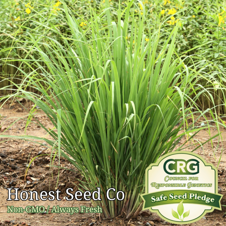 100+ Lemon Grass Seeds Honest Seed Co.
