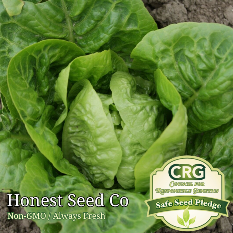 1200+ Little Gem Butterhead Lettuce Seeds Honest Seed Co.