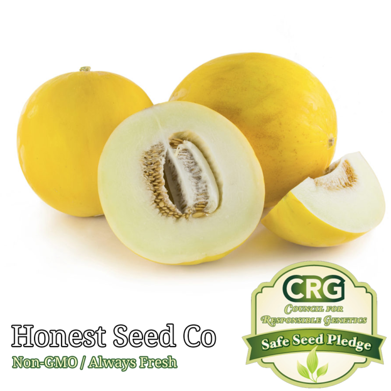 Golden Dewlicious SWEET Melon Seeds Honest Seed Co.