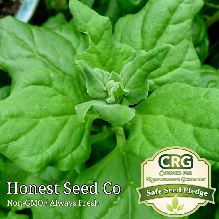 50+ New Zealand Spinach Seeds Honest Seed Co.