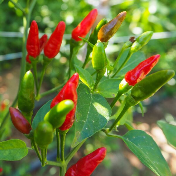 Birdseye Chili Pepper Seeds