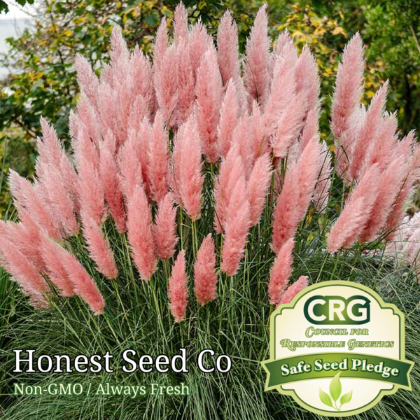 pink pampas grass seeds