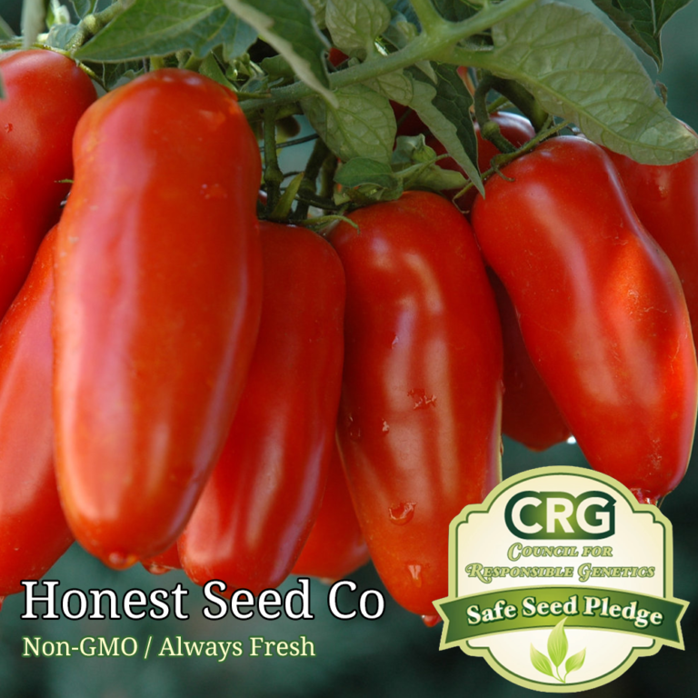 thumbnail image 2 of 225 San Marzano Tomato Seeds - Organic Non-GMO Heirloom - Free Bonus Seeds! 2 of 6